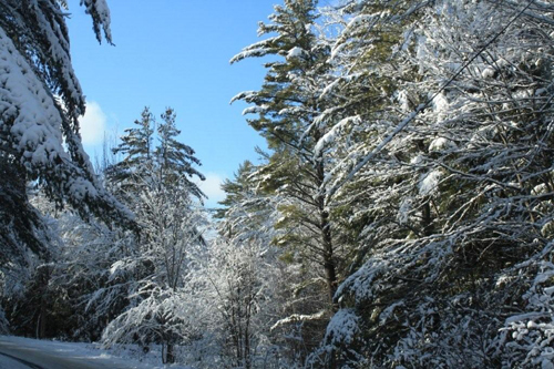 Winter Wonderland